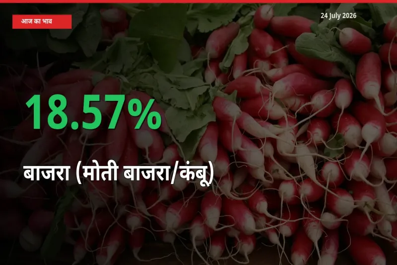 अचानक तेजी! मंडी में बाजरा (मोती बाजरा/कंबू) के दाम 18.57% चढ़े