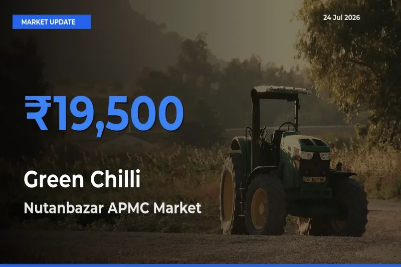 Nutanbazar APMC Records Highest ₹19,500 Rate for Green Chilli