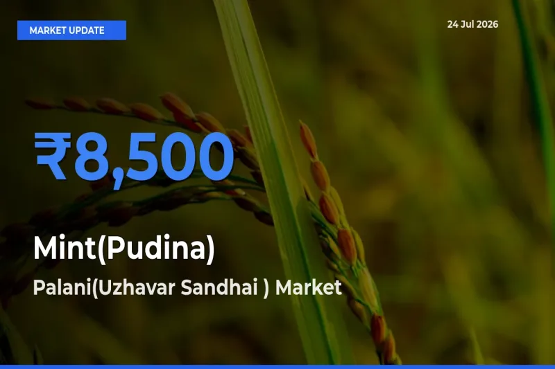 Top Performer! Palani(Uzhavar Sandhai ) Offers Best Mint(Pudina) Price Today