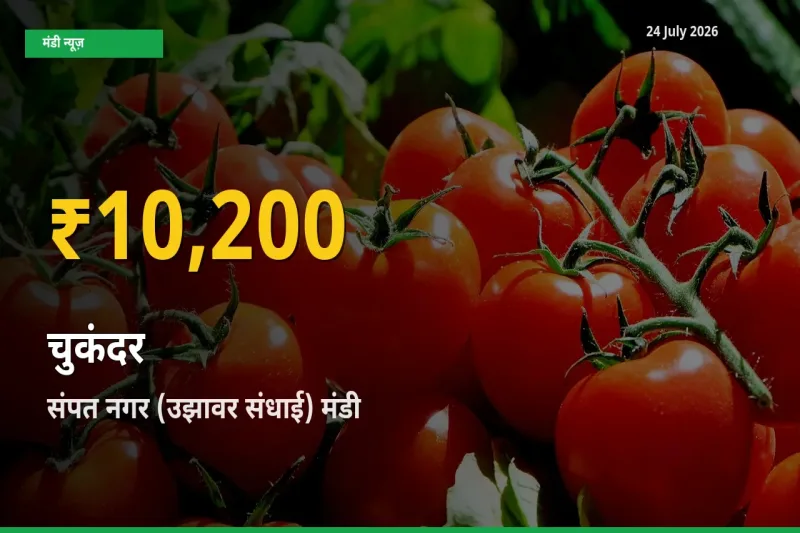 किसानों के लिए खुशखबरी! संपत नगर (उझावर संधाई) में चुकंदर के दाम रिकॉर्ड स्तर पर