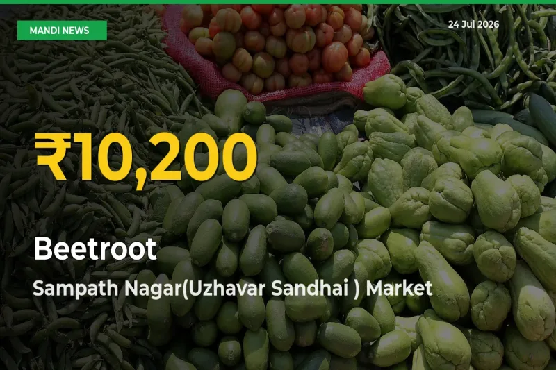 Beetroot Mandi Rate Surges Today in Sampath Nagar(Uzhavar Sandhai ) – Highest Level in 30 Days