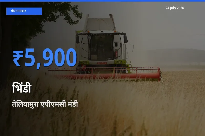 आज भिंडी के सबसे ज़्यादा दाम तेलियामुरा एपीएमसी मंडी में दर्ज