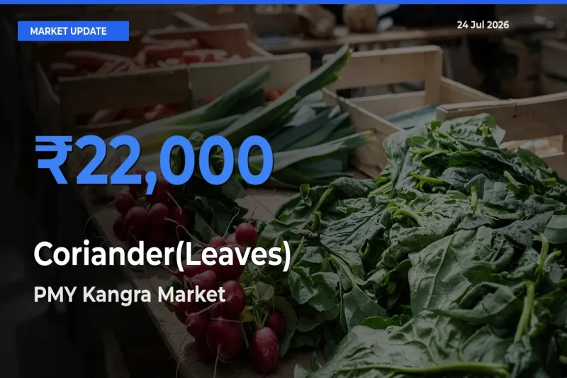 PMY Kangra Leads as Top Mandi for Coriander(Leaves) Prices