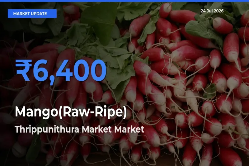 Thrippunithura Market Emerges as Top Mandi for Mango(Raw-Ripe) Prices Today