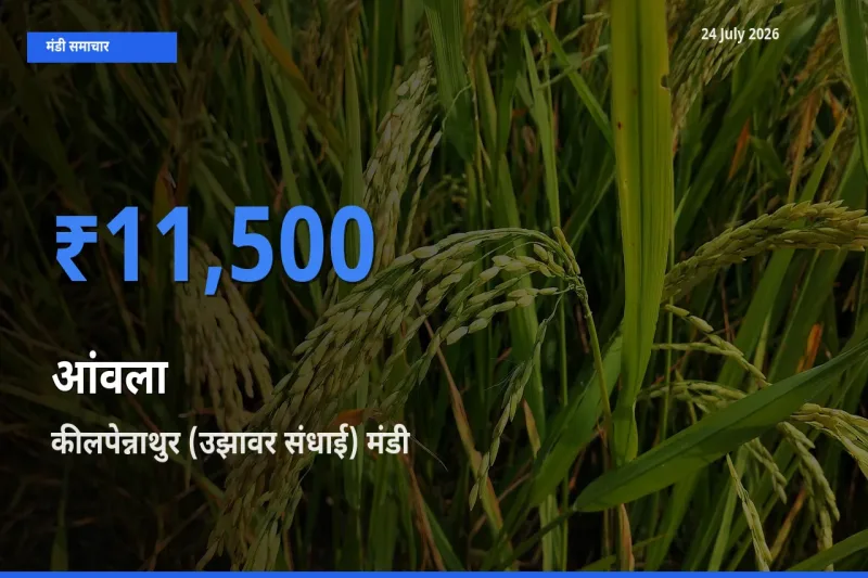 बाज़ार संकेत: कीलपेन्नाथुर (उझावर संधाई) बना आंवला के लिए आज की टॉप मंडी