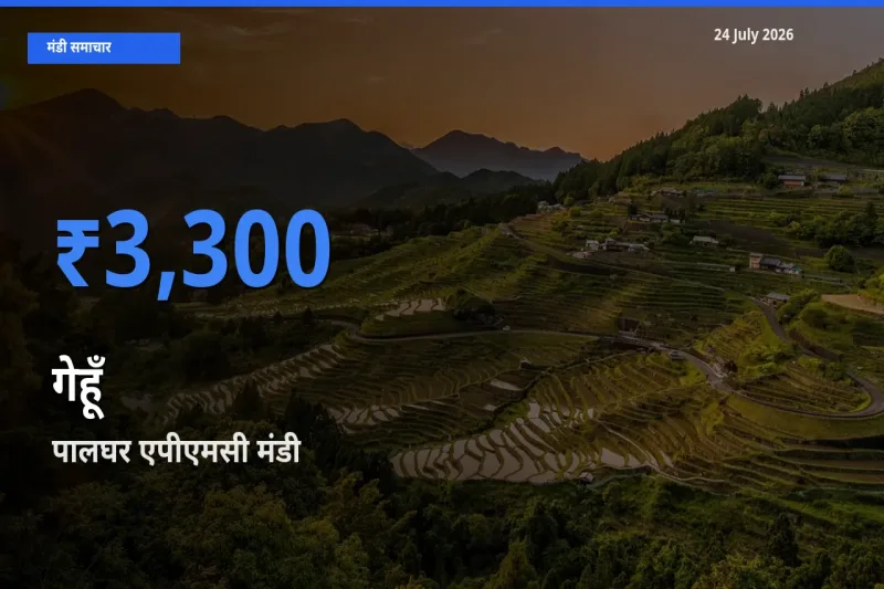 पालघर एपीएमसी मंडी में आज गेहूँ के सबसे ऊँचे दाम दर्ज
