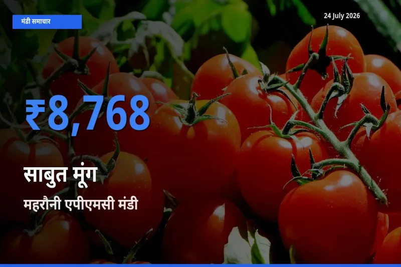 महरौनी एपीएमसी में साबुत मूंग का आज सबसे ऊँचा भाव