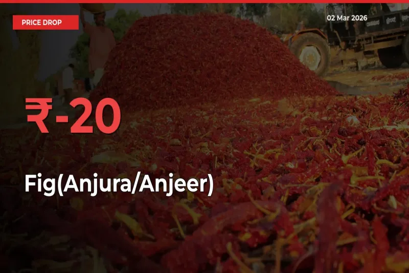 Why Fig(Anjura/Anjeer) Prices Fell 20% in a Day at Mandis