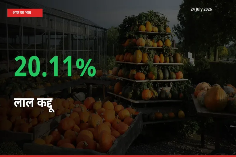 स्थानीय मंडी में लाल कद्दू के दाम अचानक 20.11% उछले, किसान सतर्क
