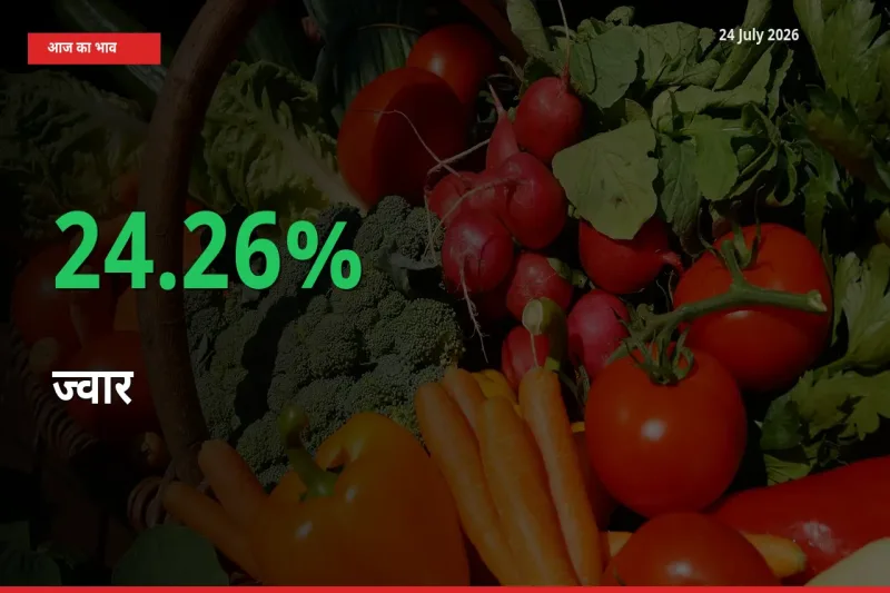 बाज़ार संकेत: ज्वार के भाव मंडी में 24.26% ऊपर