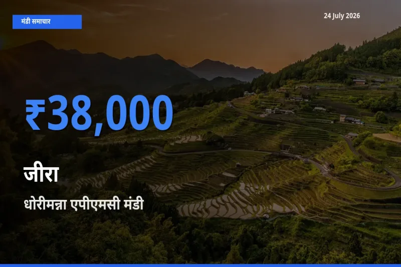 टॉप मंडी बना धोरीमन्ना एपीएमसी! जीरा के सबसे ऊँचे दाम यहीं दर्ज