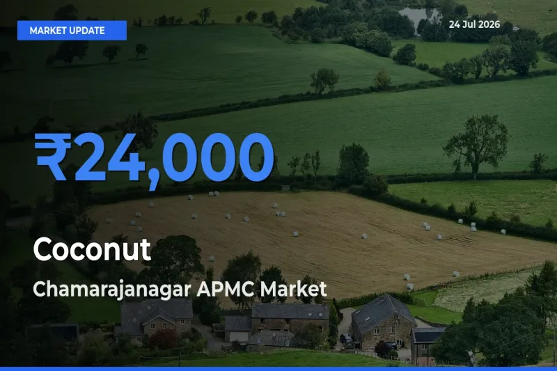 Chamarajanagar APMC Emerges as Top Mandi for Coconut Prices Today