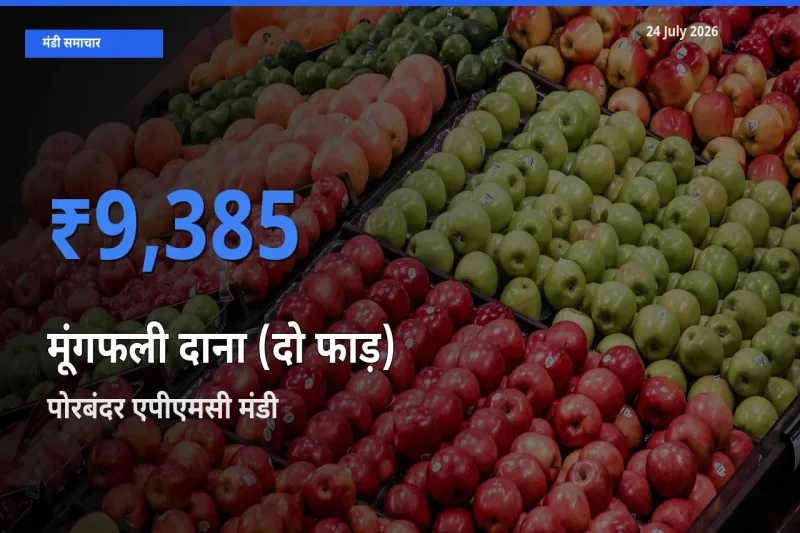 पोरबंदर एपीएमसी मंडी में आज मूंगफली दाना (दो फाड़) के सबसे ऊँचे दाम दर्ज