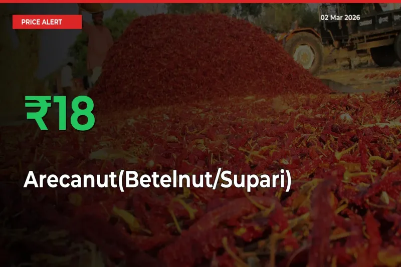 Arecanut(Betelnut/Supari) Rises 17.73% at Mandis