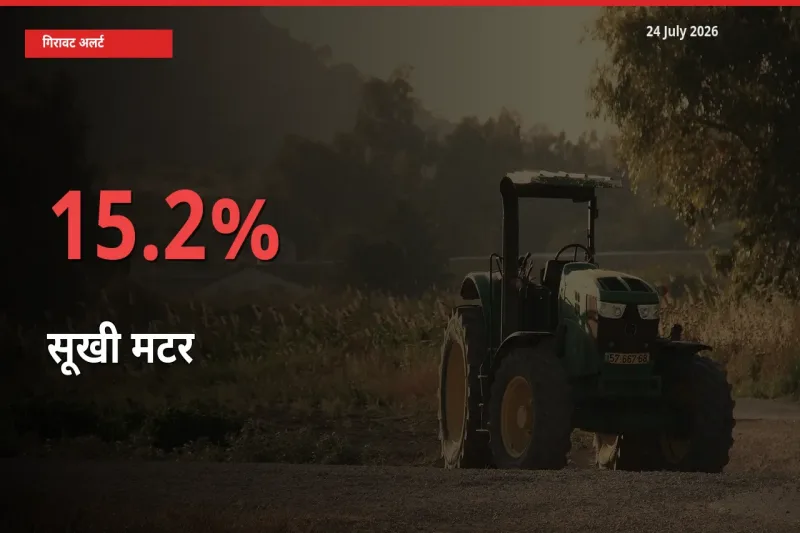सूखी मटर 15.2% गिरा, मंडी