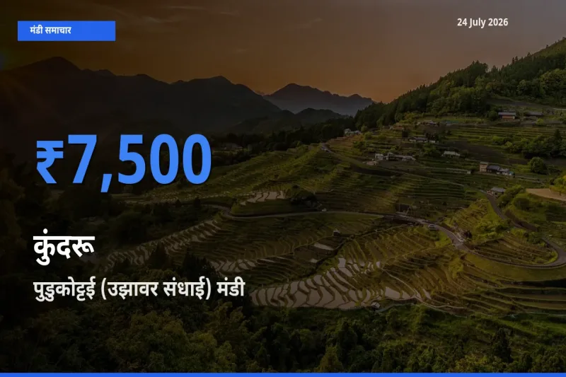 पुडुकोट्टई (उझावर संधाई) मंडी में आज कुंदरू के सबसे ऊँचे दाम दर्ज