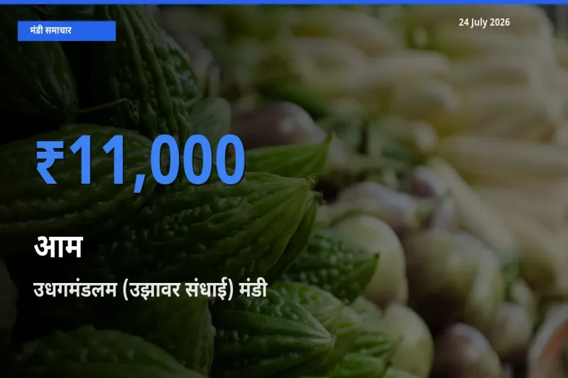 किसानों की पसंद बना उधगमंडलम (उझावर संधाई), आम के सबसे अच्छे दाम