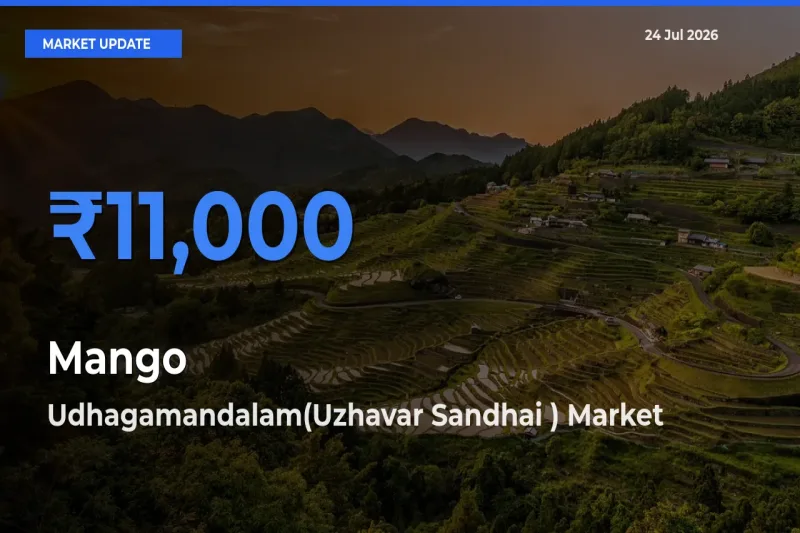 Udhagamandalam(Uzhavar Sandhai ) Offers ₹11,000 – Highest Mango Rate Today