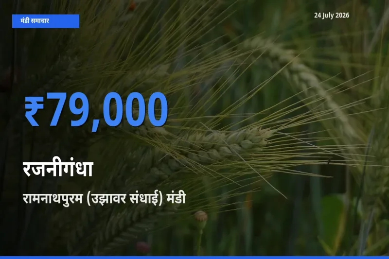 24 July अपडेट: रजनीगंधा के सबसे ऊँचे दाम रामनाथपुरम (उझावर संधाई) मंडी में