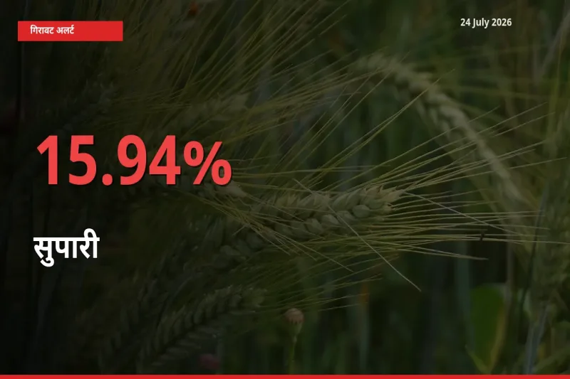15.94% की गिरावट! मंडी में सुपारी के दाम अचानक टूटे