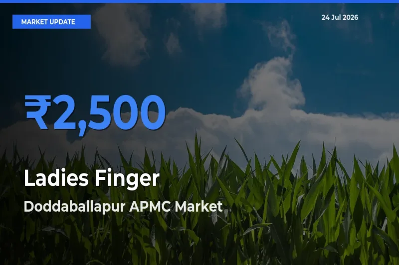 Doddaballapur APMC Leads as Top Mandi for Ladies Finger Prices