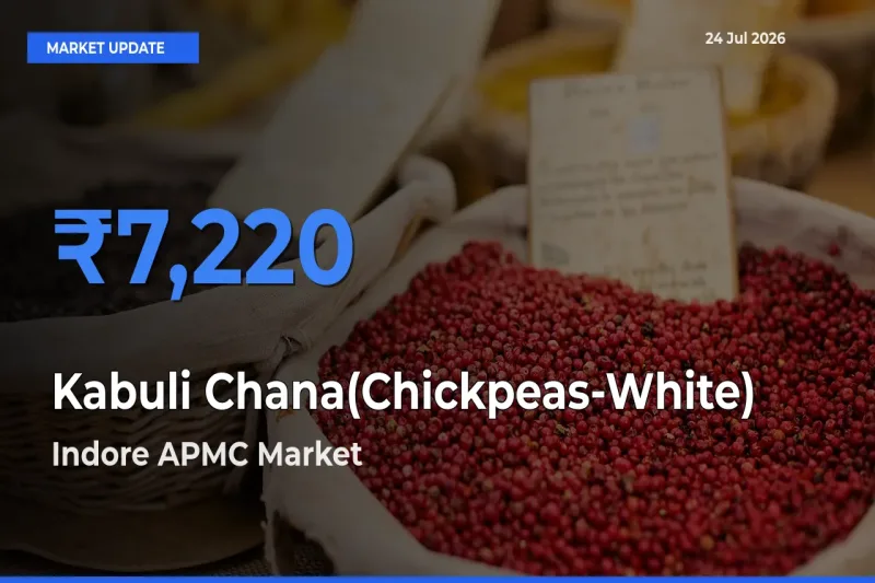 Indore APMC Offers ₹7,220 – Highest Kabuli Chana(Chickpeas-White) Rate Today