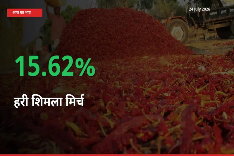 तेज़ तेजी! मंडी में हरी शिमला मिर्च के दाम 15.62% चढ़े