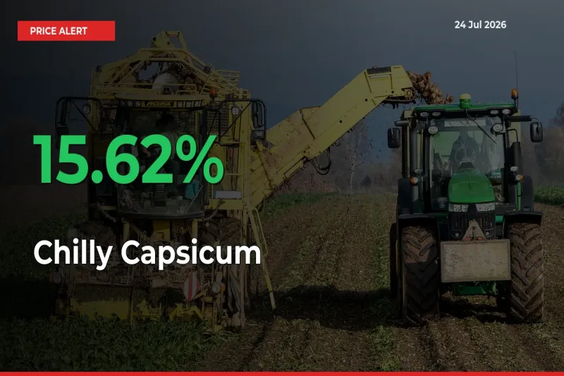 15.62% Spike in Chilly Capsicum Prices – Mandi Sees Sudden Rally