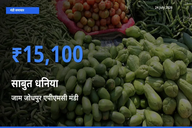 आज का मंडी भाव: साबुत धनिया के सबसे ज़्यादा दाम जाम जोधपुर एपीएमसी में