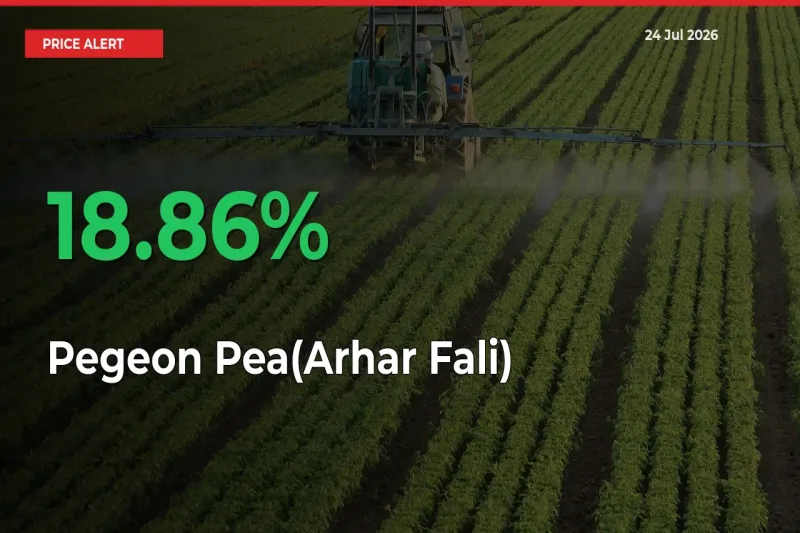 Sudden 18.86% Rally in Pegeon Pea(Arhar Fali) Prices Across Mandis
