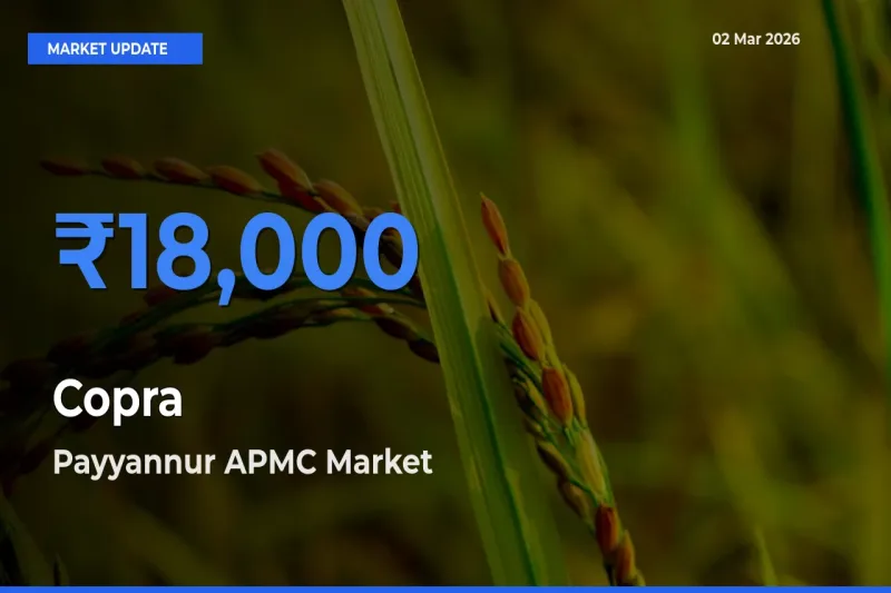 Farmers Prefer Payyannur APMC as Copra Hits Highest Rate