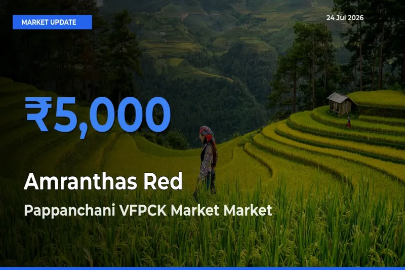Pappanchani VFPCK Market Tops Amranthas Red Mandi Rates Today
