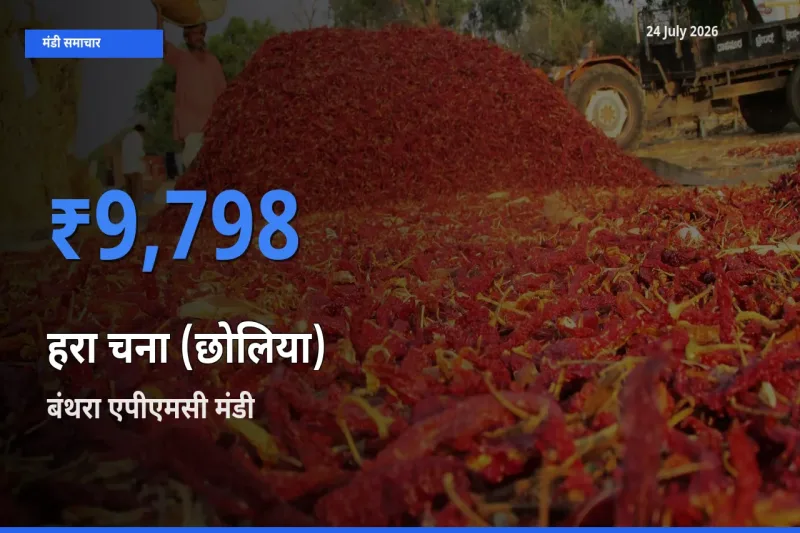 बंथरा एपीएमसी मंडी में हरा चना (छोलिया) ₹9,798 पर पहुँचा – आज का सर्वोच्च भाव
