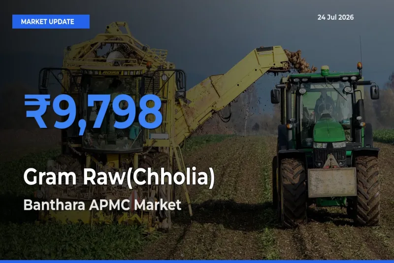 Banthara APMC Offers ₹9,798 – Highest Gram Raw(Chholia) Rate Today