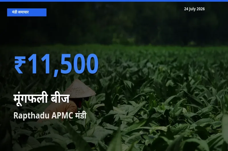 Rapthadu APMC मंडी में मूंगफली बीज ₹11,500 पर पहुँचा – आज का सर्वोच्च भाव