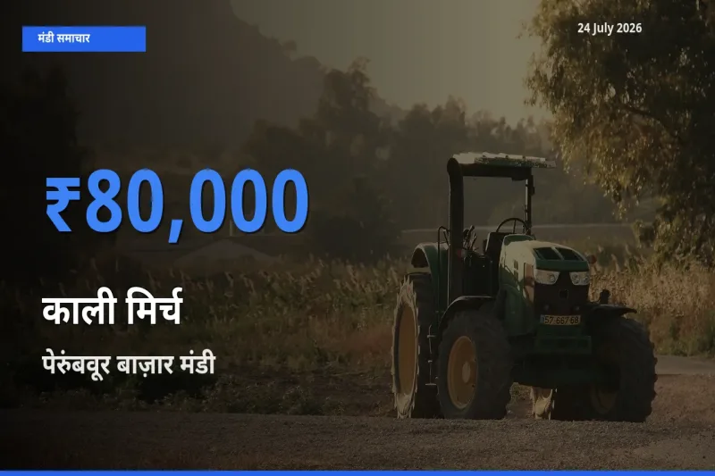 किसानों की पसंद बना पेरुंबवूर बाज़ार, काली मिर्च के सबसे अच्छे दाम