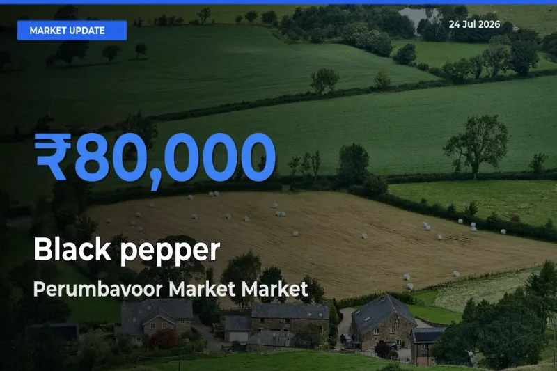 Black pepper Mandi Rate Today: Perumbavoor Market Tops the List