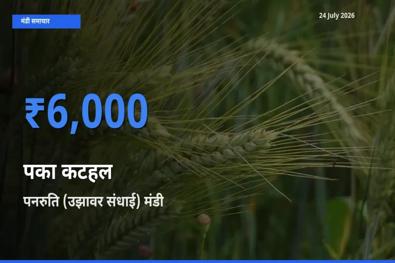 किसानों की पसंद बना पनरुति (उझावर संधाई), पका कटहल के सबसे अच्छे दाम