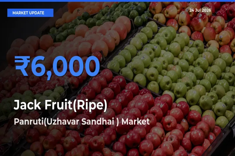 Panruti(Uzhavar Sandhai ) Records Highest ₹6,000 Rate for Jack Fruit(Ripe)