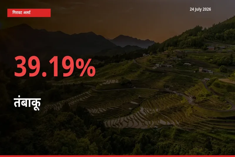 अचानक झटका! मंडी में तंबाकू के दाम 39.19% टूटे