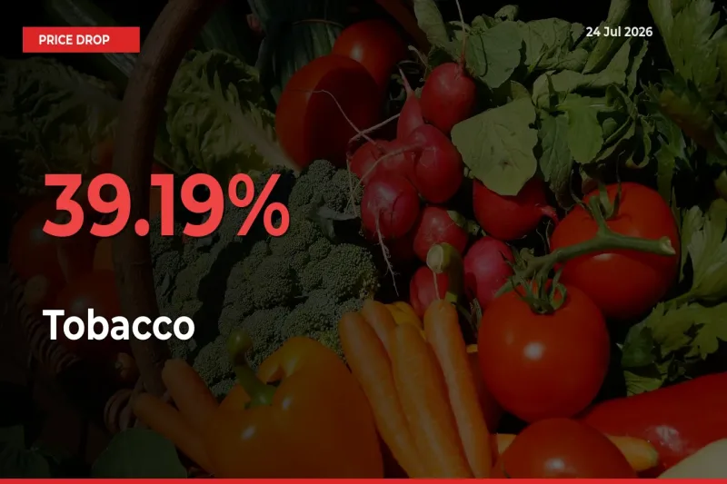 Tobacco Prices Drop 39.19% in 24 Hours at Major Mandis
