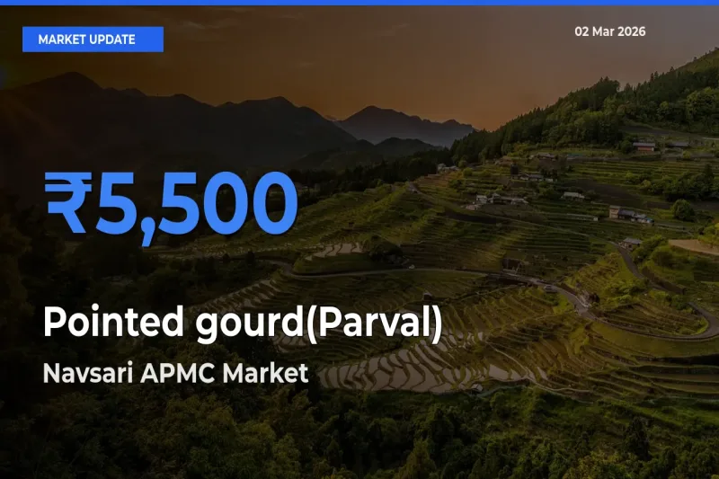 Navsari APMC Records Highest ₹5,500 Rate for Pointed gourd(Parval)