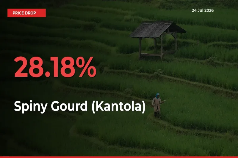 This Mandi Records 28.18% Fall in Spiny Gourd (Kantola) Prices
