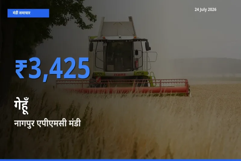 बाज़ार संकेत: नागपुर एपीएमसी बना गेहूँ के लिए आज की टॉप मंडी