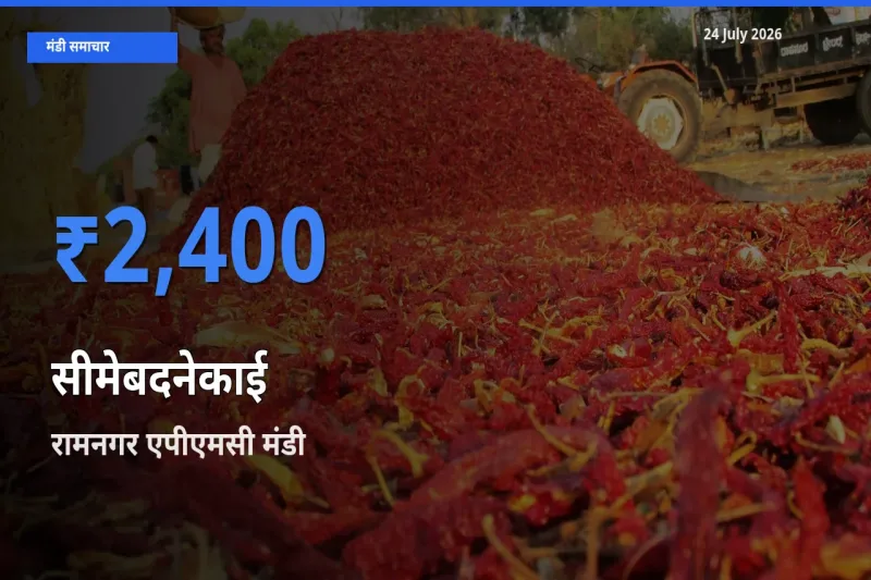रामनगर एपीएमसी में सीमेबदनेकाई का आज सबसे ऊँचा भाव