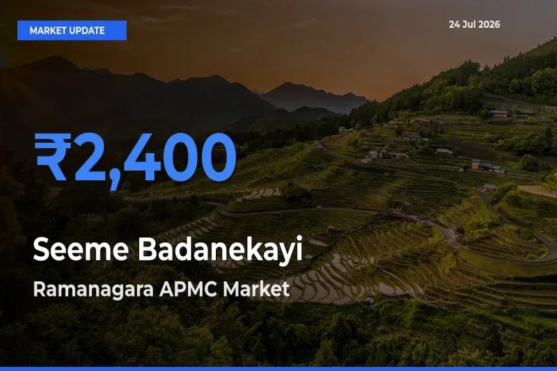 Market Watch: Ramanagara APMC Becomes Top Mandi for Seeme Badanekayi