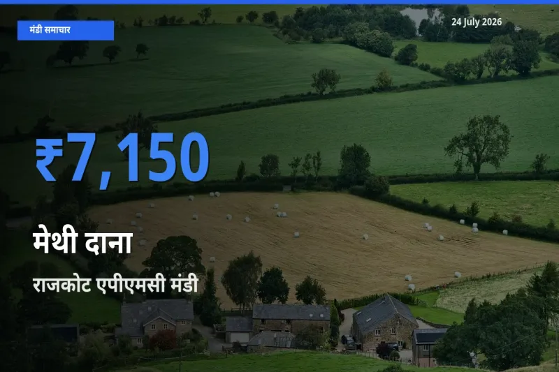आज का मंडी भाव: मेथी दाना के सबसे ज़्यादा दाम राजकोट एपीएमसी में