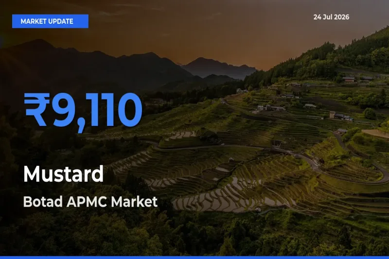 Market Watch: Botad APMC Becomes Top Mandi for Mustard