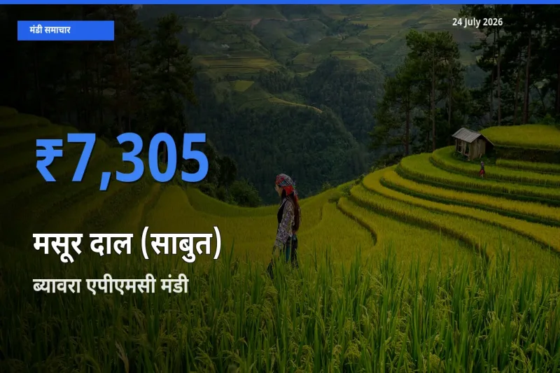 ब्यावरा एपीएमसी में मसूर दाल (साबुत) का आज सबसे ऊँचा भाव