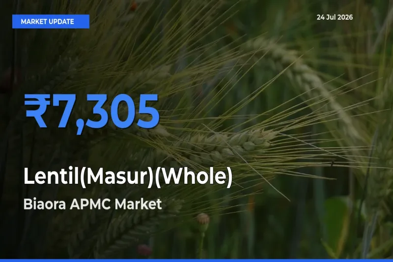Biaora APMC Leads as Top Mandi for Lentil(Masur)(Whole) Prices